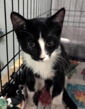 Andy -  Domestic Short Hair Cat for Adoption in St. Cloud, Minnesota - Andy | PetCurious