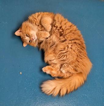 Domestic Long Hair Cats Available for Adoption in Muskegon, Michigan - Chrissy | PetCurious