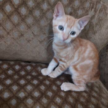 Alvin -  Domestic Short Hair Cat for Adoption in League City, Texas - Alvin | PetCurious