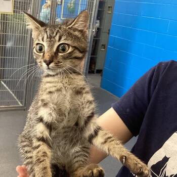 Trixie -  Domestic Short Hair Cat for Adoption in Montgomery, Alabama - Trixie | PetCurious