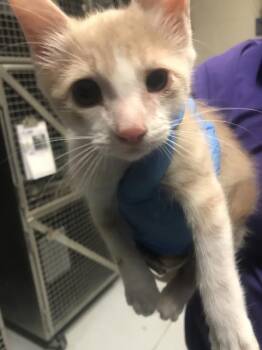 A431840 -  Domestic Short Hair Cat for Adoption in Conroe, Texas - A431840 | PetCurious