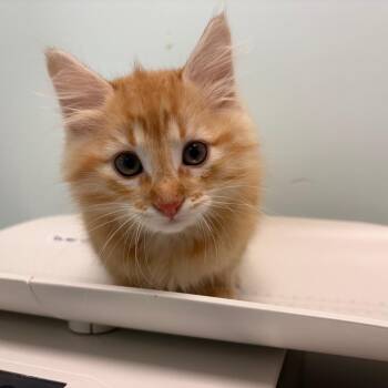 Gleaming -  Domestic Medium Hair Cat for Adoption in Clavet, Saskatchewan - Gleaming | PetCurious