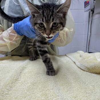 Bane -  Domestic Short Hair Cat for Adoption in Murray, Utah - Bane | PetCurious