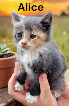 Alice -  Dilute Calico Cat Available for Adoption in Weems, Virginia - Alice | PetCurious