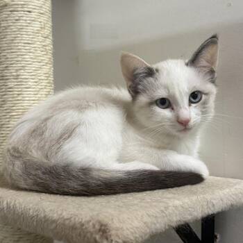 Pigeon -  Siamese Cat for Adoption in Nowata, Oklahoma - Pigeon | PetCurious