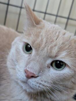 Domestic Short Hair Cats Available for Adoption - Max | PetCurious