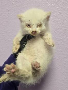 61605145 -  Domestic Short Hair Cat for Adoption in El Paso, Texas - 61605145 | PetCurious