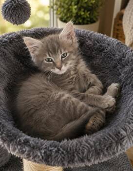 Andy -  Domestic Medium Hair Cat for Adoption in Gun Barrel City, Texas - Andy | PetCurious