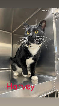 Rescue Domestic Short Hair Cats for Adoption in Burlington, Iowa - Harvey | PetCurious