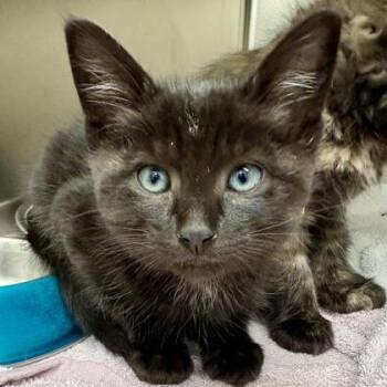 King -  Domestic Short Hair Cat Available for Adoption in Sacramento, California - King | PetCurious