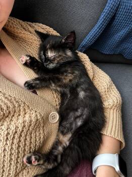 Squirmy -  Domestic Medium Hair Cat for Adoption in Calgary, Alberta - Squirmy | PetCurious