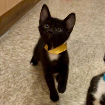 Daisy* -  Domestic Short Hair Cat for Adoption in San Gabriel, California - Daisy* | PetCurious