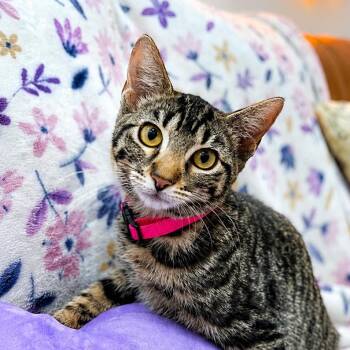 Cameron Clark -  Tabby and Domestic Short Hair Cat for Adoption in Friendswood, Texas - Cameron Clark | PetCurious