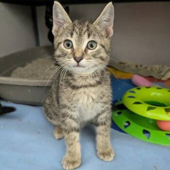 Quiche -  Domestic Short Hair Cat for Adoption in Evansville, Indiana - Quiche | PetCurious
