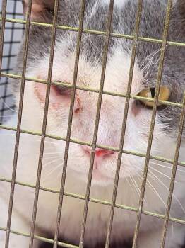 Domestic Short Hair Cats Available for Adoption in San Antonio, Texas - TOM CAT | PetCurious