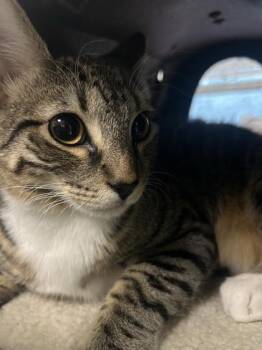 Porter -  Domestic Short Hair Cat for Adoption in Largo, Florida - Porter | PetCurious