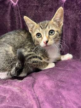 Rescue Domestic Short Hair and Tabby Cats for Adoption in Cary, North Carolina - Pablo | PetCurious