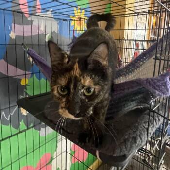 Rescue Tortoiseshell Cats for Adoption in Madison Heights, Michigan - Astrid | PetCurious