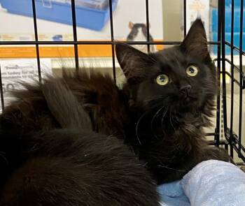 Cinder Ella -  Domestic Long Hair and Domestic Medium Hair Cat for Adoption in Red Bank, New Jersey - Cinder Ella | PetCurious