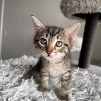 Echo -  Domestic Short Hair Cat for Adoption in Pinellas Park, Florida - Echo | PetCurious