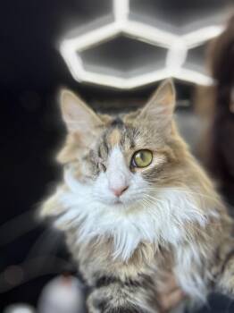Norwegian Forest Cat and Maine Coon Cats Available for Adoption in Lakeport, California - Jane | PetCurious