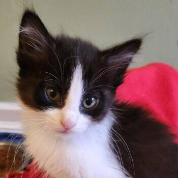 Domestic Short Hair Cats Available for Adoption in Pleasanton, California - Theodor | PetCurious