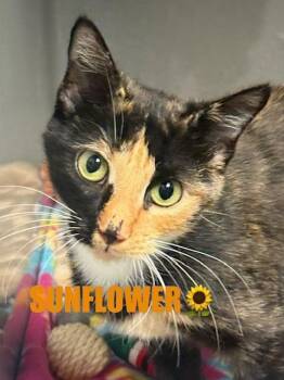 SUNFLOWER Kitty -  Domestic Short Hair Cat for Adoption in New Bern, North Carolina - SUNFLOWER Kitty | PetCurious