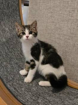 Skeeball -  Domestic Short Hair Cat for Adoption in Cincinnati, Ohio - Skeeball | PetCurious