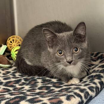 Opalite -  Domestic Short Hair Cat for Adoption in Titusville, Florida - Opalite | PetCurious