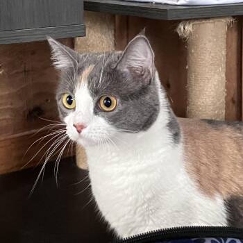 Madison -  Domestic Short Hair Cat for Adoption in Freeport, Florida - Madison | PetCurious
