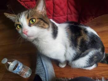 Domestic Short Hair Cats Available for Adoption - Mason (Bonded With Snowball) | PetCurious