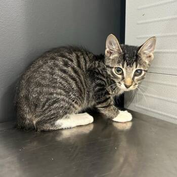 Toodleoo -  American Shorthair Cat for Adoption in Livingston, Texas - Toodleoo | PetCurious