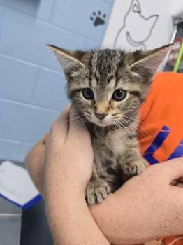 Emma -  Domestic Short Hair Cat for Adoption in Evansville, Indiana - Emma | PetCurious
