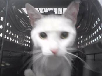 GEMSTONE -  Domestic Short Hair Cat for Adoption in Omaha, Nebraska - GEMSTONE | PetCurious