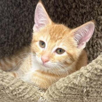 Meadow -  Domestic Short Hair Cat for Adoption in Spokane, Washington - Meadow | PetCurious