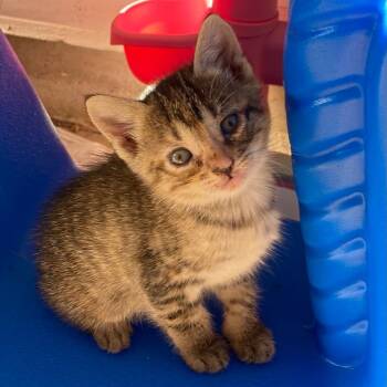 Kimber -  Domestic Short Hair Cat for Adoption in Bedford, New Hampshire - Kimber | PetCurious