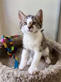 Jake -  Domestic Short Hair Cat for Adoption in Ashland, Ohio - Jake | PetCurious