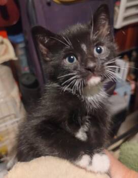 Teddy -  Domestic Medium Hair Cat for Adoption in Mesquite, Nevada - Teddy | PetCurious