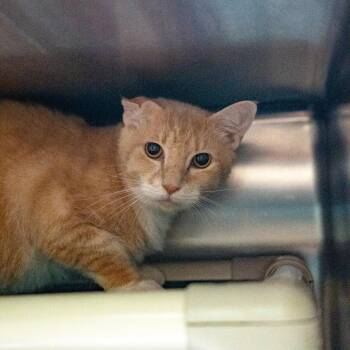 Jim -  Domestic Short Hair Cat for Adoption in Gainesville, Georgia - Jim | PetCurious