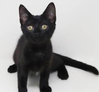 Parsley is truly purrfect - WOW is she a FUN doll -  Bombay and Tabby Cat for Adoption in Bedford Hills, New York - Parsley Is Truly Purrfect - WOW Is She A FUN Doll | PetCurious