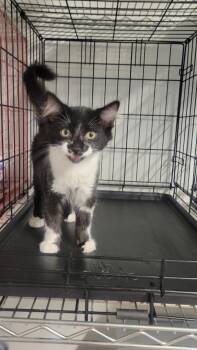 Phineas -  Domestic Long Hair Cat for Adoption in Metter, Georgia - Phineas | PetCurious