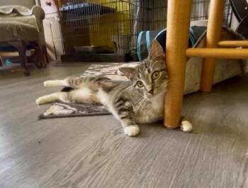 Domestic Short Hair Cats Available for Adoption - Clowder | PetCurious