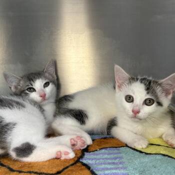 Firecracker -  American Shorthair and Manx Cat for Adoption in Asheville, North Carolina - Firecracker | PetCurious