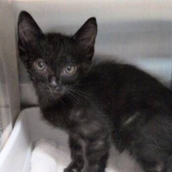 Spaceship -  Domestic Short Hair Cat for Adoption in Reno, Nevada - Spaceship | PetCurious