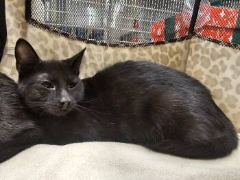 Domestic Short Hair Cats Available for Adoption - Toodles | PetCurious