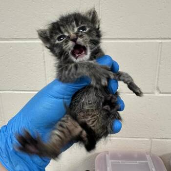 Umber -  Domestic Short Hair Cat for Adoption in Reno, Nevada - Umber | PetCurious