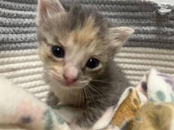 Domestic Short Hair Cats Available for Adoption in Rosenberg, Texas - TAILGATE | PetCurious