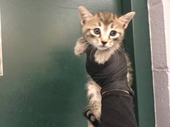 A1936645 -  Domestic Short Hair Cat for Adoption in Thousand Palms, California - A1936645 | PetCurious