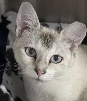 Cupcake -  Siamese and Domestic Short Hair Cat for Adoption in Venice, Florida - Cupcake | PetCurious