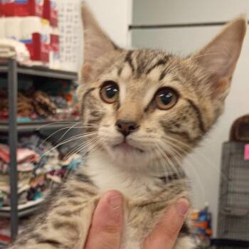 cally -  Domestic Short Hair Cat for Adoption in Show Low, Arizona - Cally | PetCurious